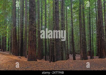 Redwood Forest of Cabezon de la Sal, Kantabria, Spanien. Stockfoto