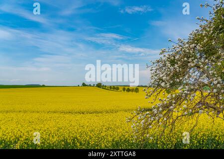 Hellgelbes Rapsfeld und blauer Himmel an einem sonnigen Tag. Ländliche Szene im Frühling in Deutschland Stockfoto