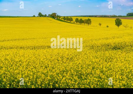 Hellgelbes Rapsfeld und blauer Himmel an einem sonnigen Tag. Ländliche Szene im Frühling in Deutschland Stockfoto