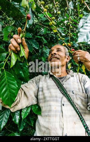 Kaffeeernte, La Taña, Reyna, Département Uspantan, Guatemala, Zentralamerika Stockfoto