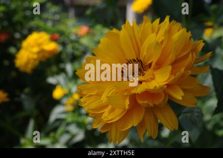 Gelbe Heliopsis helianthoides Blüten in einem Hüttengarten Stockfoto