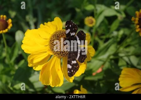 Araschnia Levana oder Landkarte, bilden prorsa auf einer gelben gewöhnlichen Niesalgenblüte Stockfoto