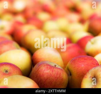 Königliche Gala-Äpfel, bekannt für ihre rote und gelbe Farbe, sind in beträchtlicher Menge abgebildet. Absichtlicher selektiver Fokus, um Kopierraum zu ermöglichen. Stockfoto