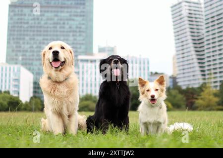 Drei süße Hunde sitzen zusammen im Prager Park. Im Hintergrund befinden sich moderne Gebäude Stockfoto