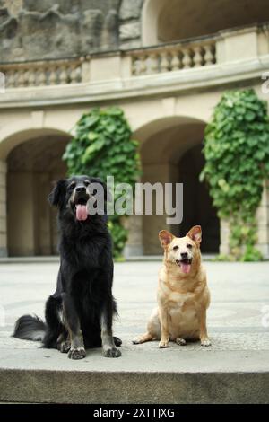 Zwei süße Hunde sind zusammen auf der Prager Burg. Stockfoto