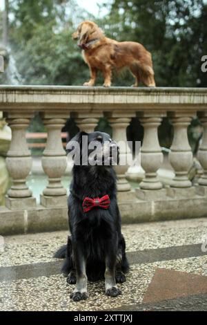 Zwei süße Hunde sind zusammen auf der Prager Burg. Stockfoto