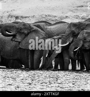 Eine Elefantenfamilie versammelt sich am Flussufer, um vom Chobe River in Botswana zu trinken. Stockfoto