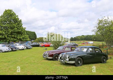 Jaguar Mk1 Saloons aus den 1950er Jahren, Mike Hawthorm Museum (Privatsammlung), England, Großbritannien, Großbritannien, Europa Stockfoto