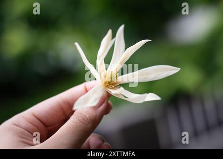 Nahaufnahme einer Hand, die eine blühende weiße Champaca-Blume auf den Philippinen hält Stockfoto