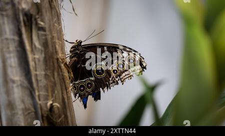 Ein großer, wunderschön verzierter Schmetterling mit mehrfarbigen Kreisen schmiegt sich an die strukturierte Rinde eines Baumes und zeigt seine lebendigen Muster in dieser Nähe Stockfoto