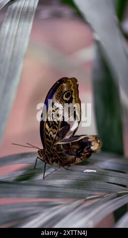 Ein atemberaubender, farbenfroher Schmetterling mit einem großen Körper und langen Flügeln liegt anmutig auf einem breiten grünen Blatt. Die lebendigen Farbtöne des Schmetterlings und der komplizierte Sieg Stockfoto