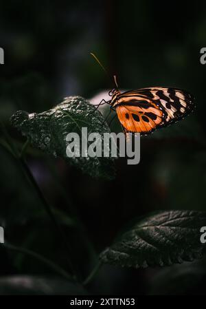 Ein orangener Schmetterling mit komplexen dunklen Punkten und Linien thront zart auf einem grünen Blatt und offenbart seine atemberaubenden Details und lebendigen Farben in diesem Clo Stockfoto