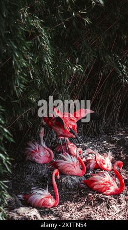 Eine Gruppe von Flamingos mit leuchtendem rosafarbenem Gefieder sitzt in ihren Nestern und schützt ihre Eier sorgfältig. Die Szene fängt die Natur der Vögel ein Stockfoto