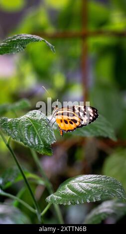 Ein orangener Schmetterling, der in den Sonnenstrahlen leuchtet, ruht anmutig auf einem grünen Blatt inmitten des lebendigen Laubs eines üppigen Gartens. Stockfoto