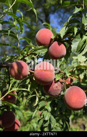 Hellrote Pfirsichfrüchte auf Zweigen des Baumes. Stockfoto