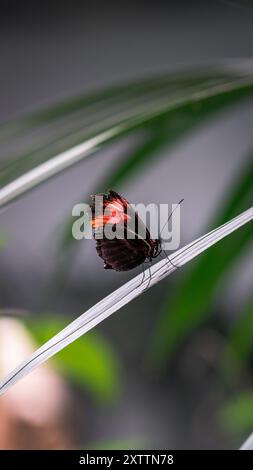 Ein winziger schwarzer Schmetterling mit markanten orangefarbenen Flügeln steht auf einem langen, dünnen Blatt einer Gartenpflanze. Die Nahaufnahme hebt den Schmetterling hervor. Stockfoto