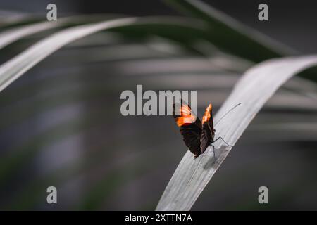 Ein zarter schwarzer Schmetterling mit leuchtenden orangefarbenen Flügeln liegt auf einem schmalen Blatt und zeigt seine komplizierten Flügelmuster aus nächster Nähe. Stockfoto