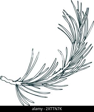 Kiefernzweig mit immergrünen Nadeln, Waldpflanzen für Winter- und Weihnachtsdekoration. Strichgrafik ist eine einfache handgezeichnete Illustration in schwarz-weißer Tinte Stock Vektor