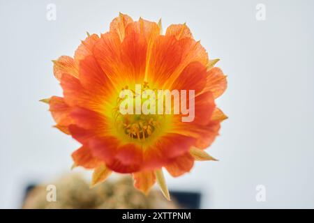 Nahaufnahme der Orangenkaktusblüte in Topfpflanzen Stockfoto