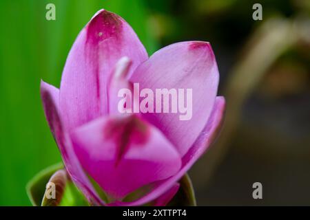 Nahaufnahme der rosafarbenen siam Tulpenblüte im Garten Stockfoto