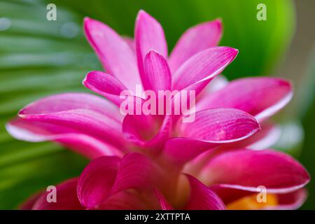 Nahaufnahme der rosafarbenen siam Tulpenblüte im Garten Stockfoto