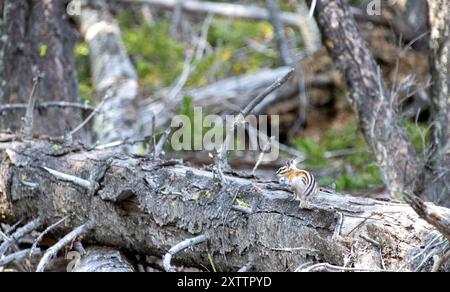 Chipmunk auf einem gefallenen Baumstamm in einer dichten Waldumgebung Stockfoto