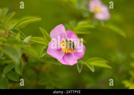 Nahaufnahme von zwei gelben Samtkäfern, die sich auf einer rosa Wildrose paaren. Stockfoto