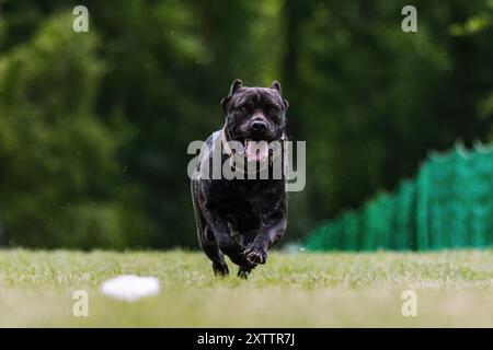 Cane Corso Italiano Lauflockenkurs Dog Sport Stockfoto