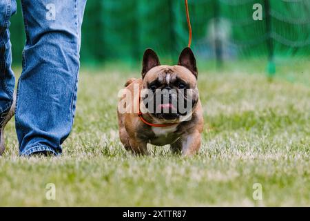 Französisch Bulldog Frenchie Laufloderkurs Hund Sport Stockfoto