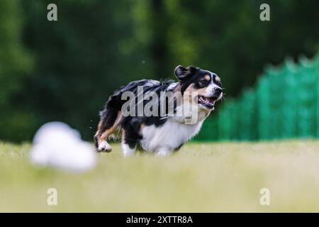 Miniatur American Shepherd Mini Aussie Running Lure Course Dog Sport Stockfoto