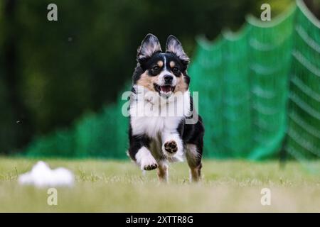 Miniatur American Shepherd Mini Aussie Running Lure Course Dog Sport Stockfoto