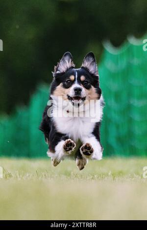 Miniatur American Shepherd Mini Aussie Running Lure Course Dog Sport Stockfoto