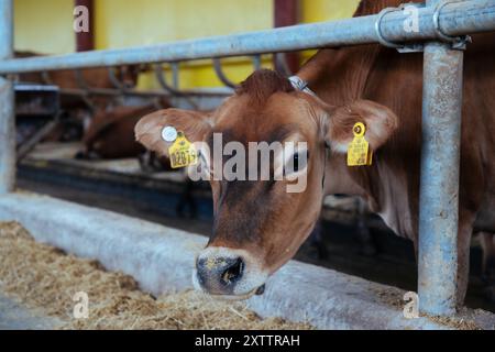 Nahaufnahme einer markierten Milchkuh. Stockfoto