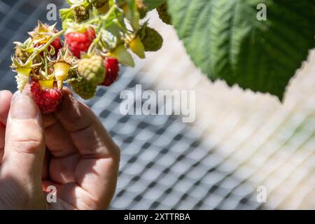 Pflücken Sie vorsichtig von Hand reife Himbeeren aus einem Busch, Nahaufnahme bei Sonnenlicht Stockfoto