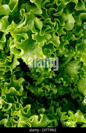 Makrophotographie von Salatblättern. Nahaufnahme Stockfoto