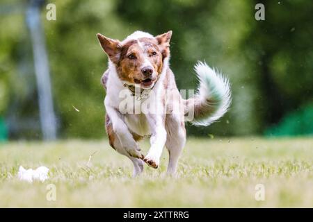 Border Collie Mixed Breed Mutt Dog Running Lure Course Dog Sport Stockfoto