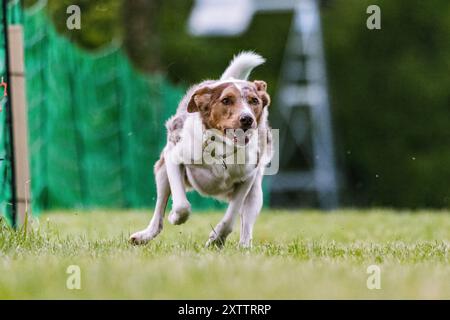 Border Collie Mixed Breed Mutt Dog Running Lure Course Dog Sport Stockfoto