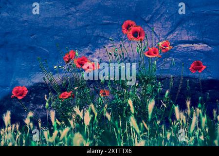 Eine krautige Pflanze mit auffälligen Blüten, milchsaft und abgerundeten Samenkapseln. Viele Mohnblumen enthalten Alkaloide und sind eine Quelle von Medikamenten Stockfoto