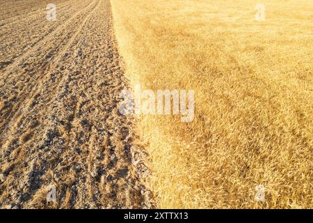 Sommerweizenfeld neben einem gepflügten Feld, Drohnenansicht aus der Luft. Strukturierter Hintergrund, landwirtschaftliches Konzept Stockfoto