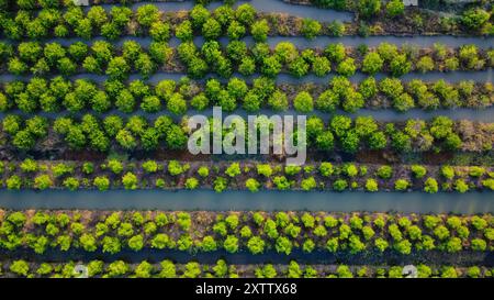 Landwirtschaftlich genutzte Flächen in Vietnam, Asien, von oben gesehen Stockfoto