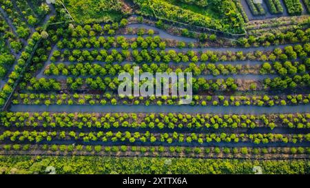 Landwirtschaftlich genutzte Flächen in Vietnam, Asien, von oben gesehen Stockfoto