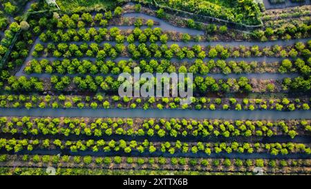 Landwirtschaftlich genutzte Flächen in Vietnam, Asien, von oben gesehen Stockfoto