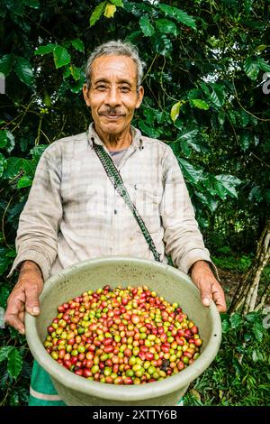 Kaffeeernte, La Taña, Reyna, Département Uspantan, Guatemala, Zentralamerika Stockfoto