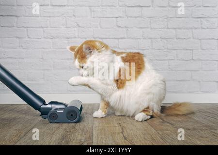Lustige Langhaarreinigung selbst neben einem Staubsauger im Wohnzimmer. Stockfoto