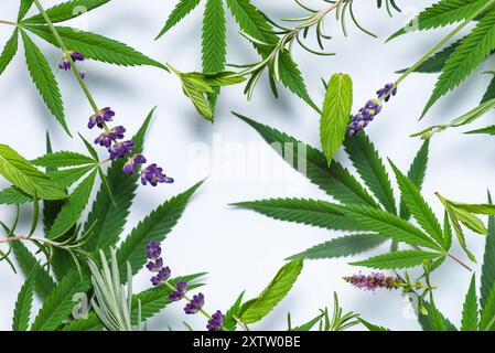 Cannabis-Blätter-Muster isoliert auf weißem Hintergrund. Mit Lavendelblüten. Nahaufnahme frischer Pflanzen für Design Stockfoto