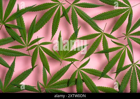 Fallende frische Marihuanablätter auf rosa Hintergrund, Nahaufnahme Stockfoto