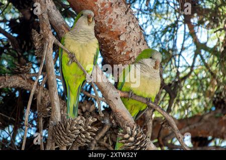 Mönch Paprot auf einem Baum in Villa Celimontana, Rom, Italien Stockfoto