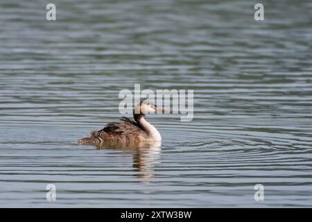 Ein Großkäppchen hat drei kleine Küken, zwei reiten auf dem Rücken. Man schwimmt fröhlich nebenan. Stockfoto