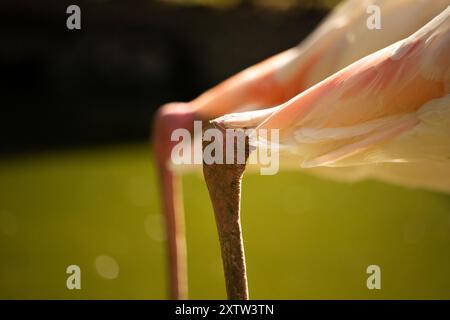 Beine von rosa Flamingos im Park Stockfoto