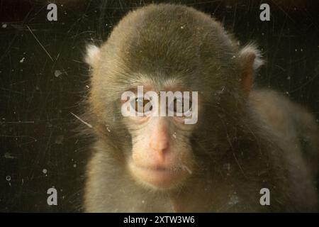 Nahaufnahme von einem Baby japanischen Makaken (Macaca Fuscata) Stockfoto